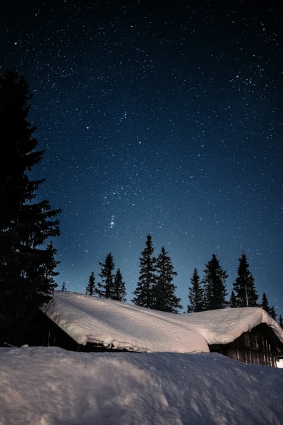 夜间松树被雪覆盖